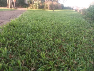 Instant lawn