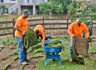 All season fresh grass