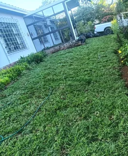 All season fresh grass