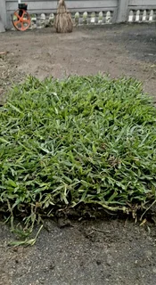 Instant lawn