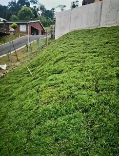 All season fresh grass