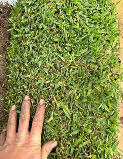 All season fresh grass