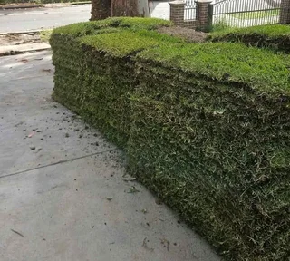 All season fresh grass