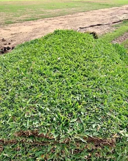 All season fresh grass