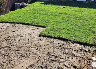 All season fresh grass