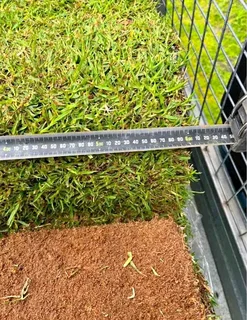 All season fresh grass