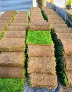 All season fresh grass