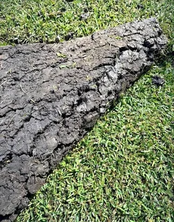 All season fresh grass