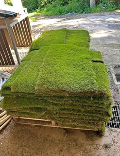 Instant grass