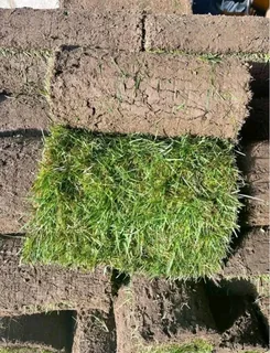 Instant grass