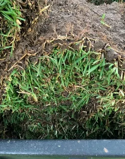 All season fresh grass