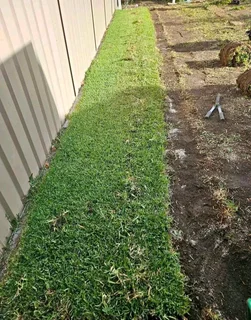 All season fresh grass