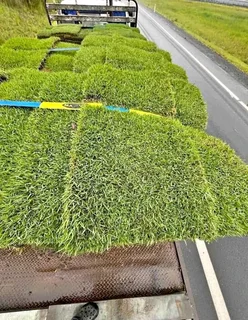 All season fresh grass