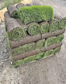 Instant lawn