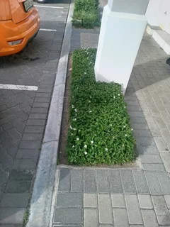 I&#39;M LOOKING FOR EXTRA 3 DAYS JOB AS A GARDENER