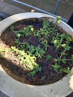 I'M LOOKING FOR A JOB EXTRA 3 DAYS