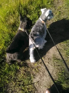 I'M LOOKING FOR A JOB EXTRA 3 DAYS AS A GARDENER