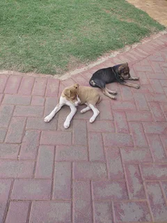 Puppies - Ad posted by Lucky