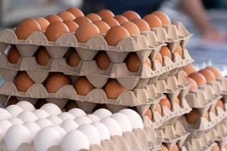 Fresh table Eggs For Sale. Whats-app +27738360824