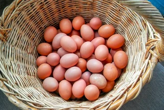 Fertile Chicken Eggs Available For Sale. Whats-app &#43;27738360824