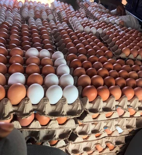 Fresh brown and white chicken table eggs for sale. Whats-app +27738360824
