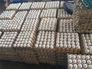 White and Brown Chicken Eggs, Fresh Table Eggs/Farm Fresh Chicken Eggs. Whats-app &#43;27738360824.
