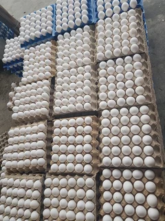 White and Brown Chicken Eggs, Fresh Table Eggs/Farm Fresh Chicken Eggs. Whats-app &#43;27738360824.
