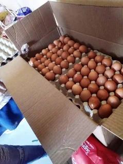 Quality eggs for sale. Whats-app +27738360824