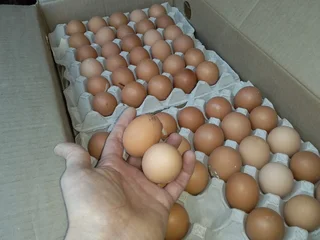Brown and white eggs wholesale price. Whats-app +27738360824