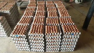 Best Prices for High-Quality Eggs Calls or WhatsApp +27738360824.