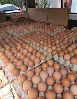 High Quality Edible Eggs Available Call or WhatsApp &#43;27738360824.