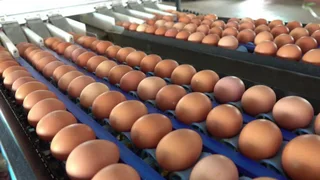 High Quality Edible Eggs Available Call or WhatsApp &#43;27738360824.