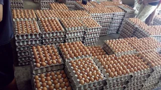 Table chicken eggs (fresh farm white and brown eggs) for sale Call or WhatsApp +27738360824.