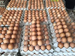 Organic Fresh Chicken Table Eggs & Fertilized Hatching Eggs Call or WhatsApp +27738360824.