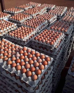 Organic Fresh Chicken Table Eggs &amp; Fertilized Hatching Eggs Call or WhatsApp &#43;27738360824.