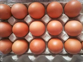 Organic Fresh Chicken Table Eggs &amp; Fertilized Hatching Eggs Call or WhatsApp &#43;27738360824.