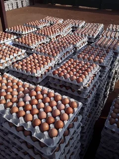 Eggs &amp; quality chickens available Whats-app &#43;27738360824