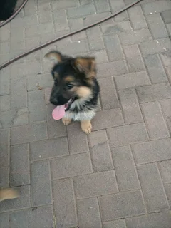 German Shepherd Puppies Black Friday Special