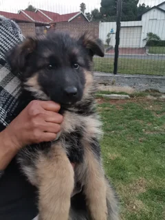 German Shepherd Puppies Christmas Special