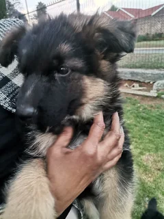 German Shepherd Puppies Christmas Special