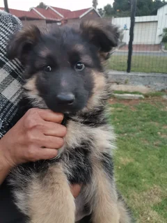German Shepherd Puppies Christmas Special