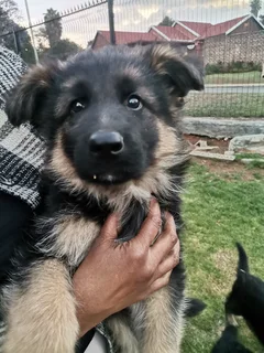 German Shepherd Puppies Christmas Special