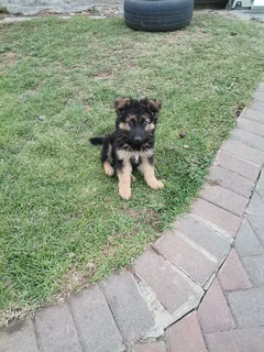German Shepherd Puppies Christmas Special