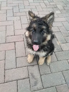 German Shepherd Puppies Christmas Special