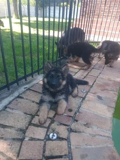 German Shepherd Puppies Christmas Special