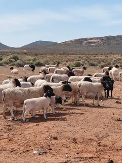 Sheep - Ad posted by Ryan Turner