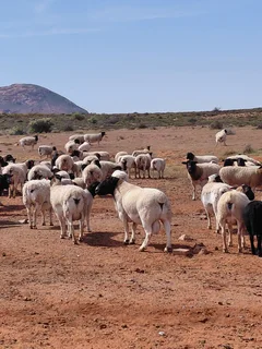 Sheep - Ad posted by Ryan Turner