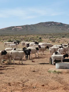 Sheep - Ad posted by Ryan Turner