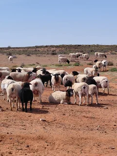 Sheep - Ad posted by Ryan Turner