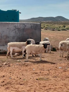 Sheep - Ad posted by Ryan Turner